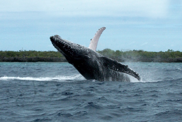 Sighting: A humpback whale