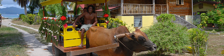 banner image ox cart