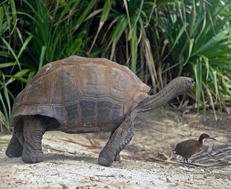 An Aldabra Flightless Rail under the shadow of a giant tortoise