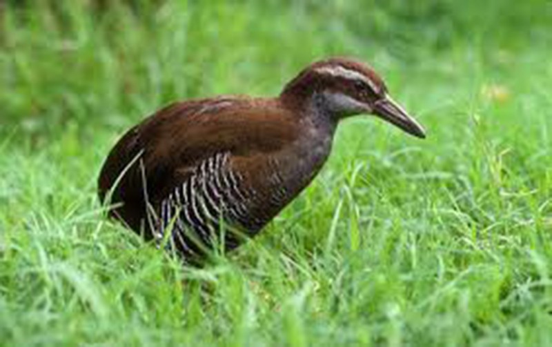 Last survivor: The Aldabra Flightless Rail